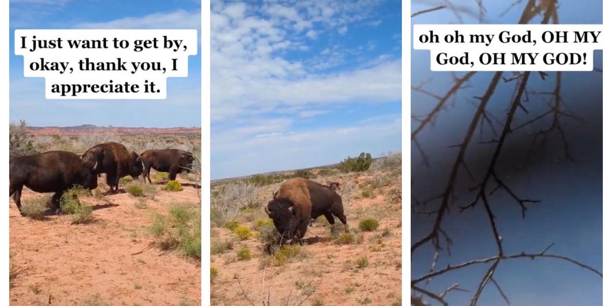 ‘Oh my God’: Bison eats woman filming pack crossing.