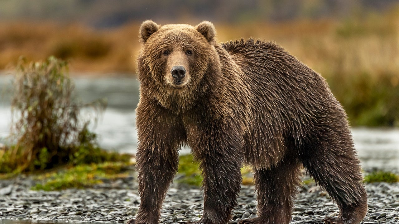 Washington Man Takes on Grizzly Bear while Hunting for Birds