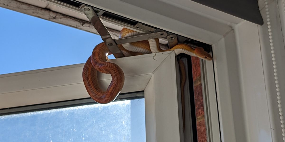Woman wakes up to find a three foot snake trying to enter her home