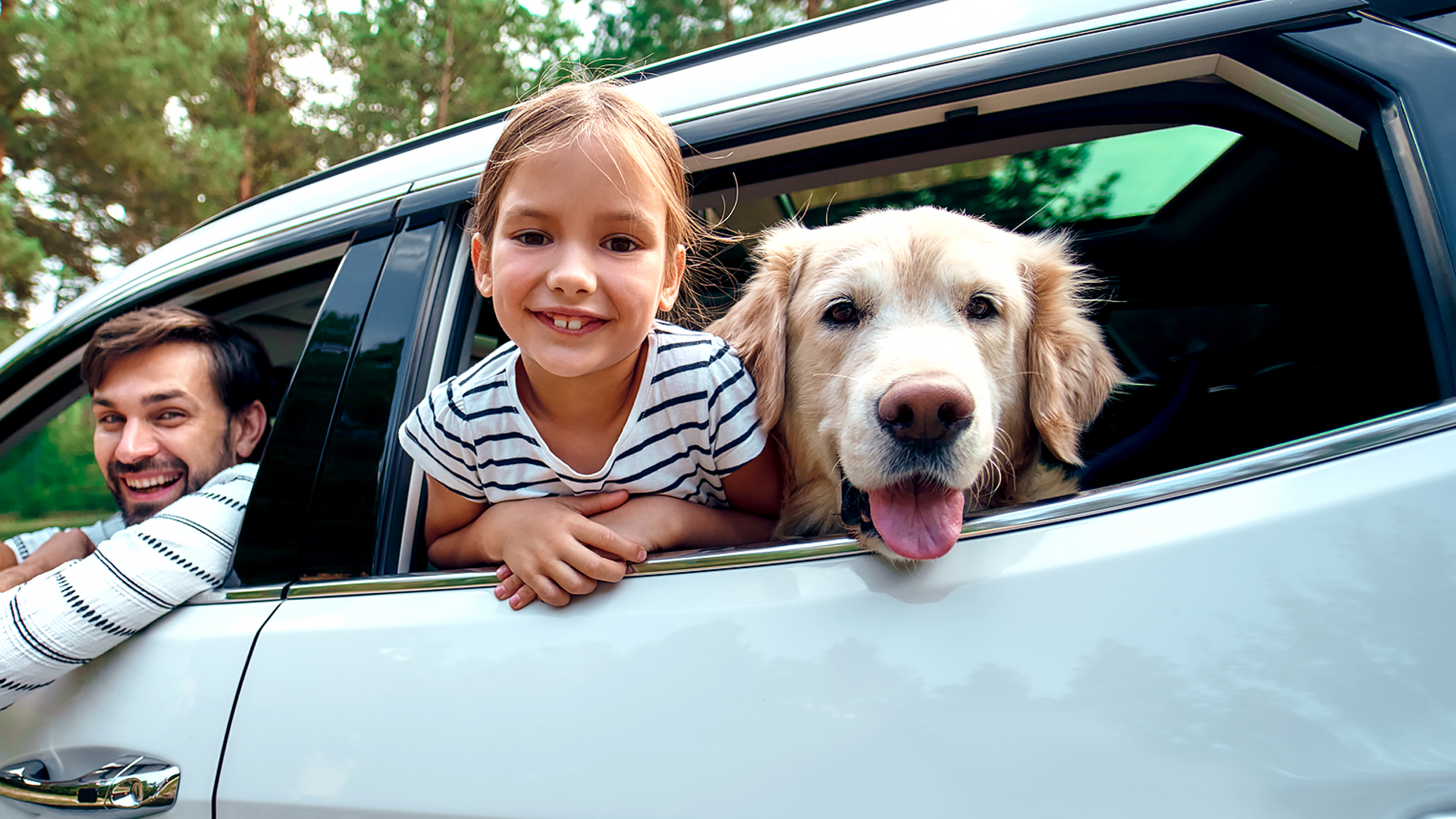 What should you give your dog on a long-distance road trip?