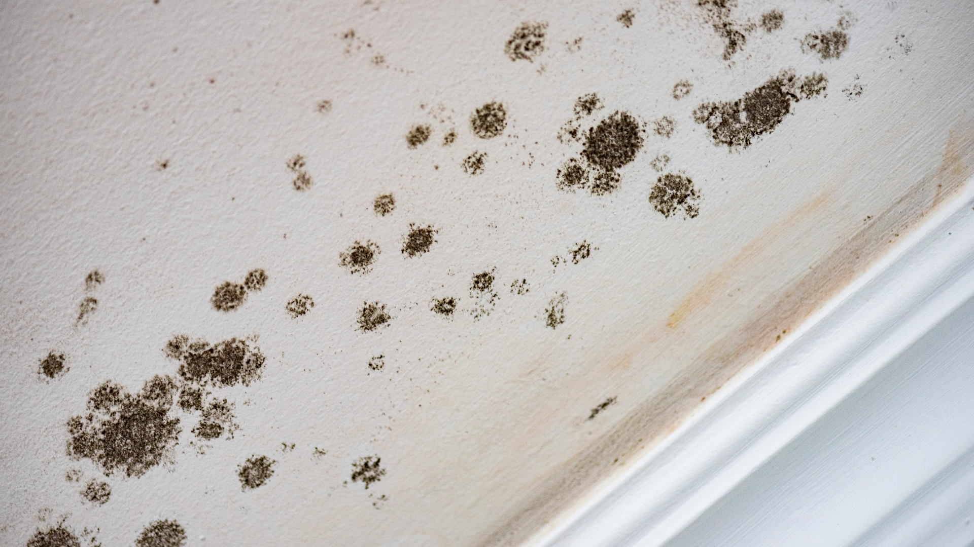 Black mould can damage your child’s health.