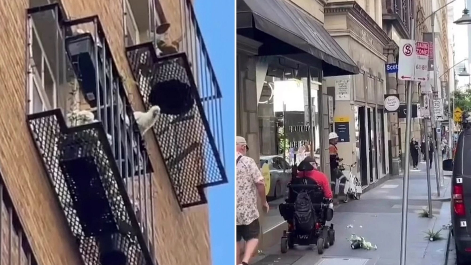 See how the cockatoo intentionally pushes a plant plot out of an apartment balcony. It crashes onto busy pavement.