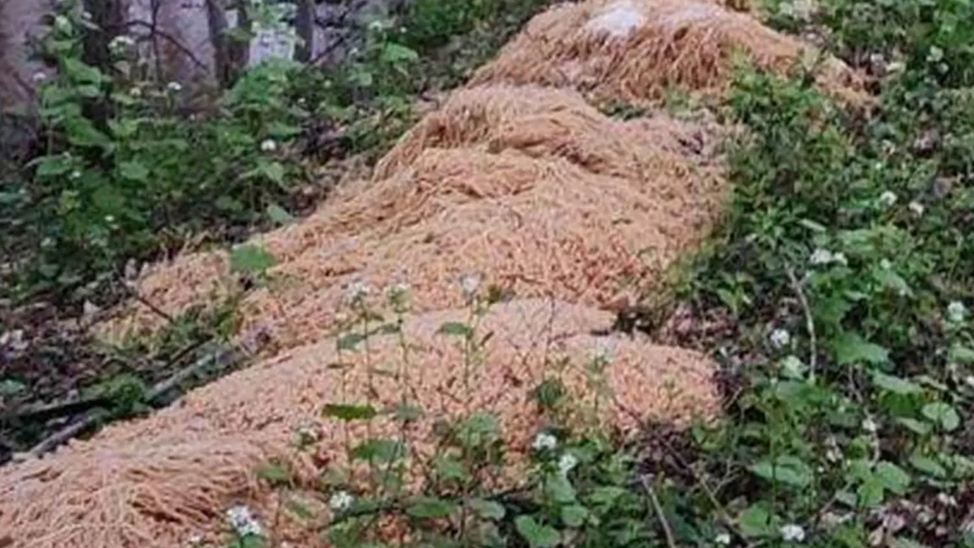 Recent residents are baffled by the bizarre mystery of hundreds of pounds of pasta appearing in the woods.