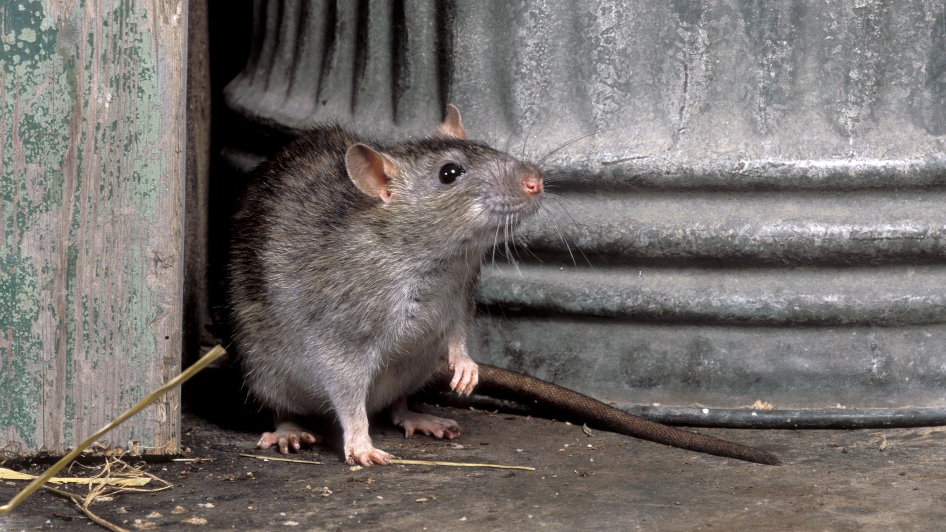 Worst areas in UK for super rat invasions revealed – here’s how to keep rodents out of your garden