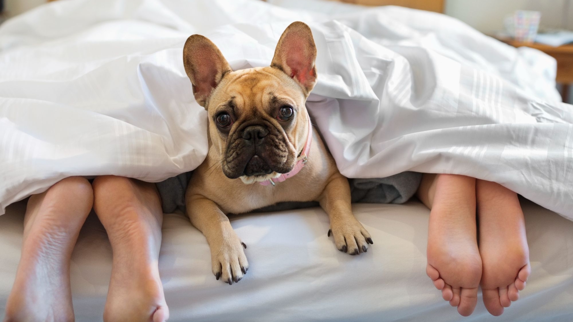 I’m a doctor and there’s a very gross reason you shouldn’t let your dog sleep on your bed – it’s probably making you ill