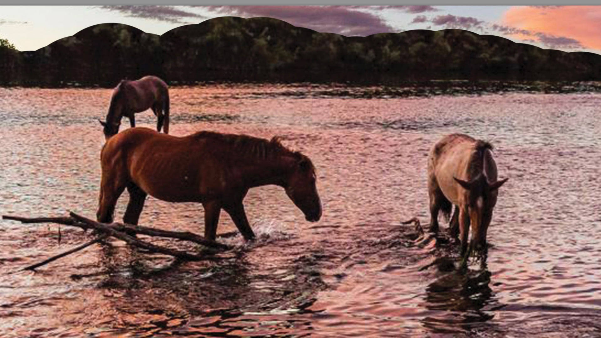 Wild horses swim offshore at a little-known beach, just minutes away from the popular center of a city.