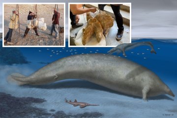 750,000lb 'Colossus' whale named heaviest animal to ever live after bones found