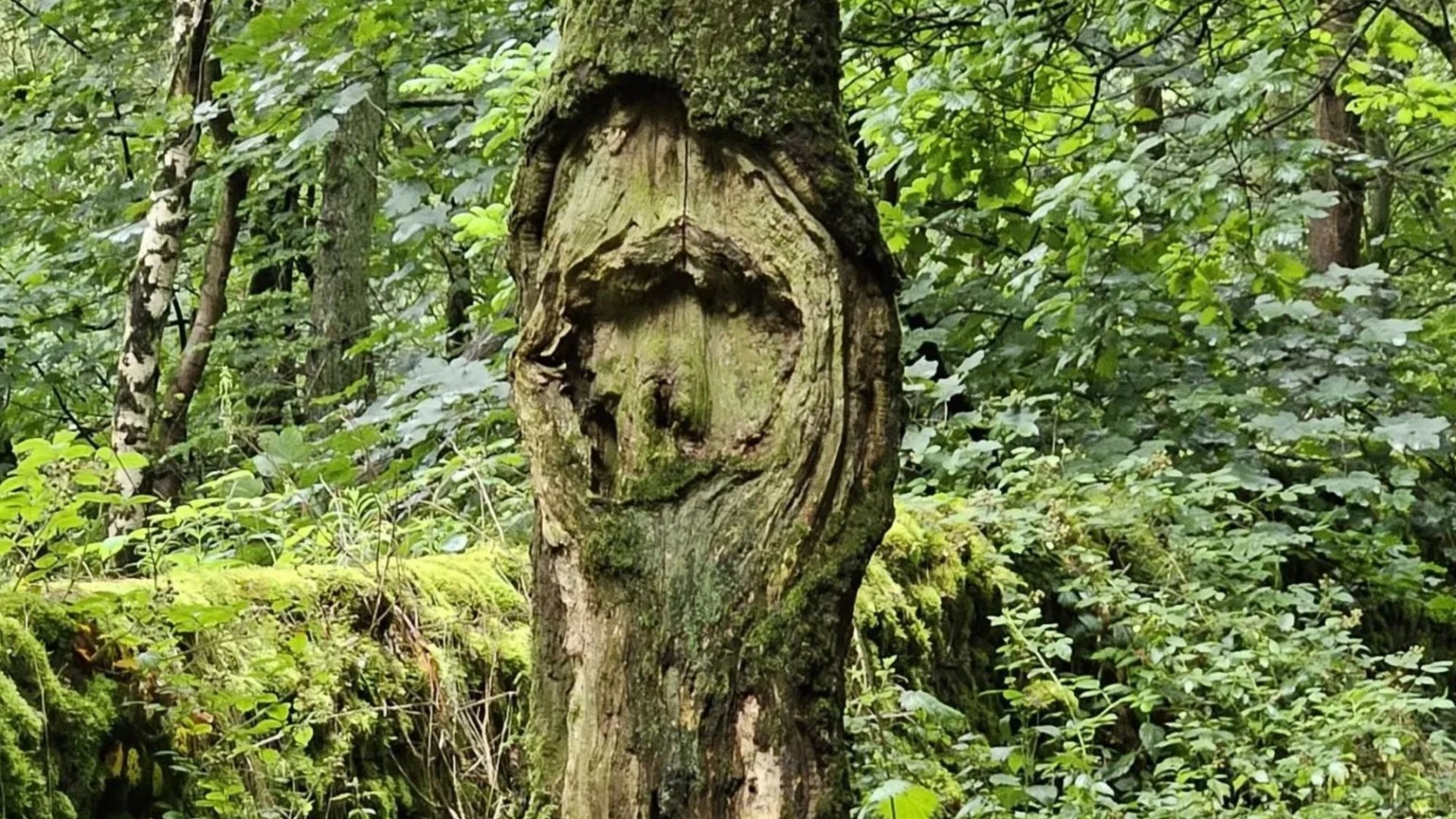 Can you identify the face of the legendary Brit Rocker that a dog-walker spotted in a tree?