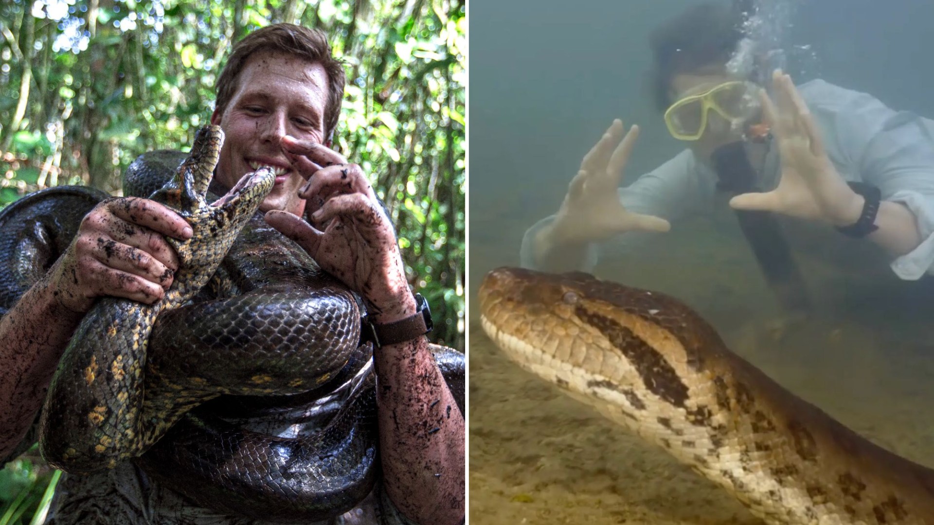 Unbelievable Footage: TV Crew Discovers World’s Largest 26ft Snake, Thick as a Car Tyre, Filmed in Water