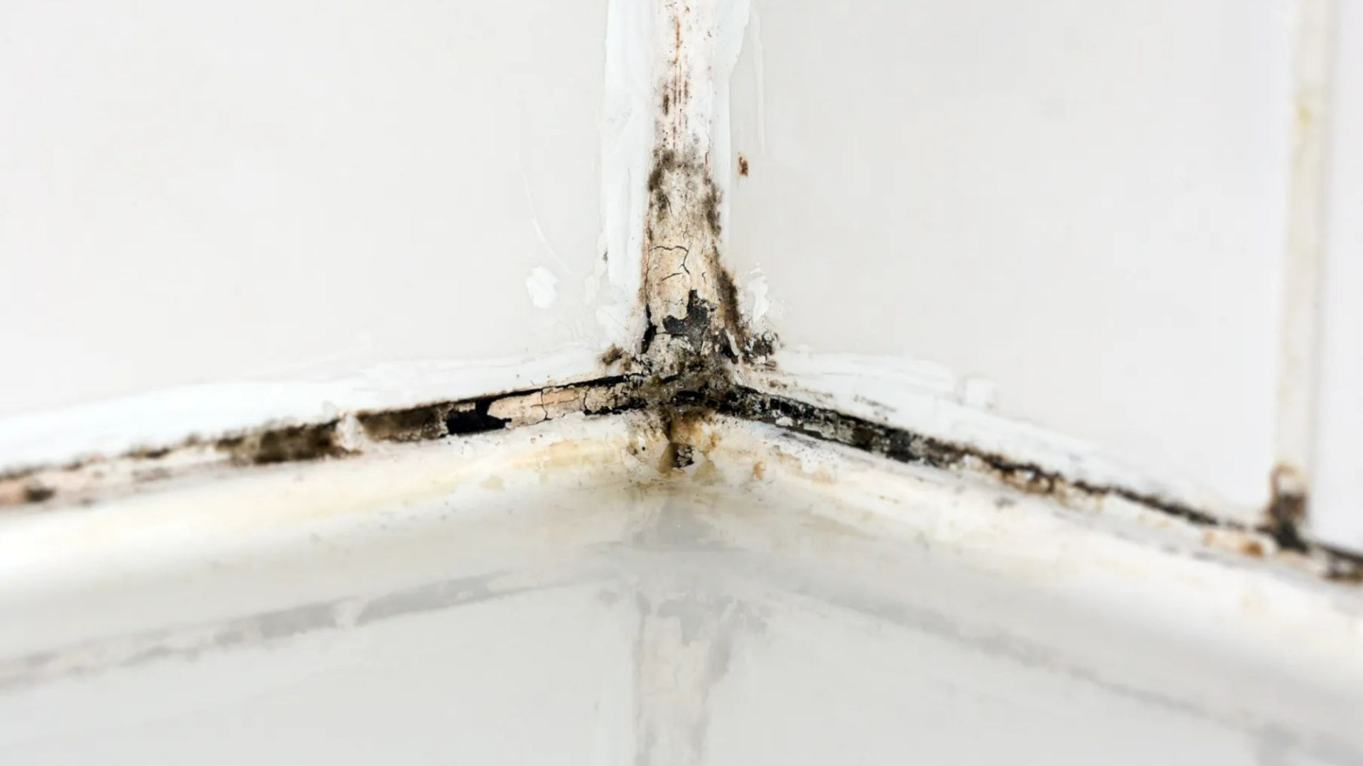Banish Bathroom Black Mold for Just £3 – Homeowners Rave About This Must-Have Solution!