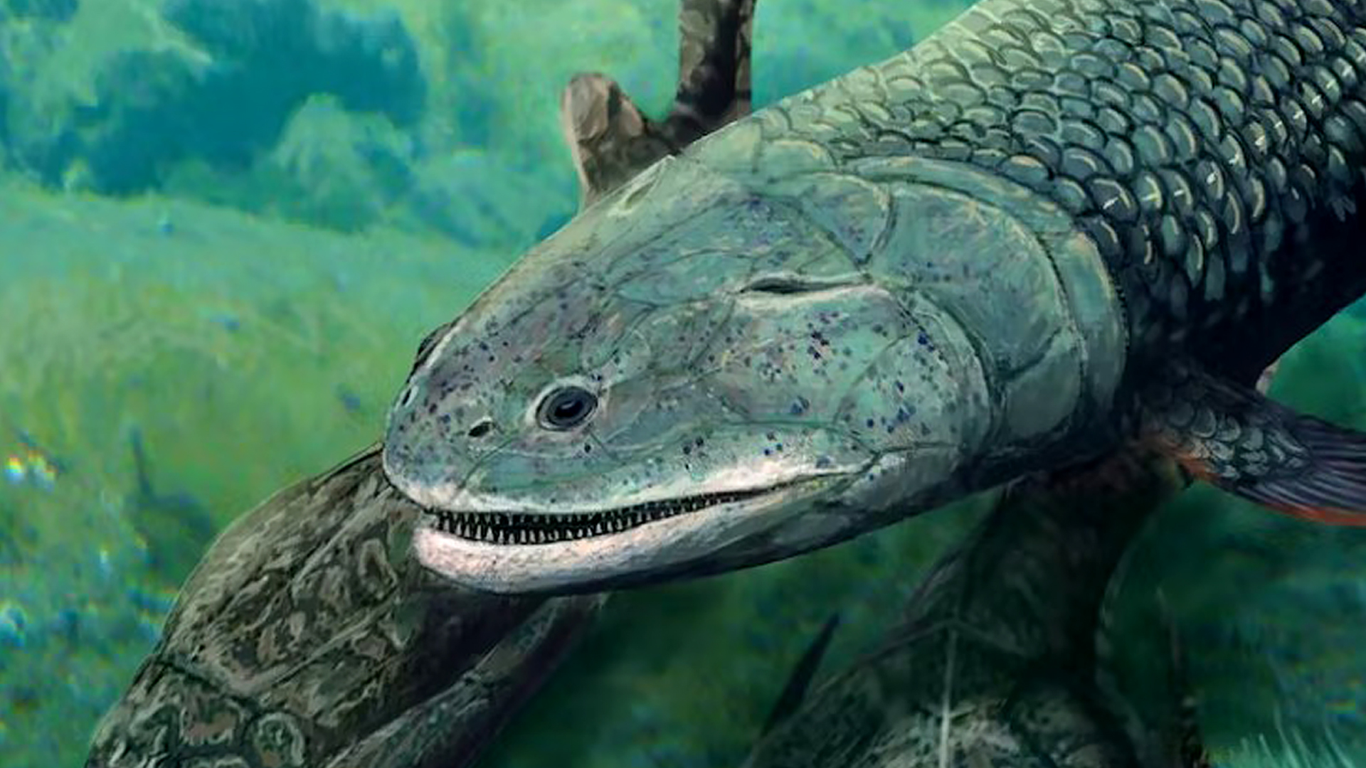 Discover the Deadly Ancient ‘Predator Fish’ with Lethal Fangs and Unique Limbs – You Won’t Believe How It Breathed!