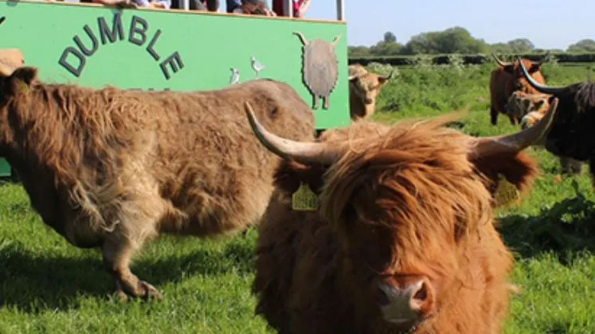 Unbelievable Boozy Picnic with Highland Cows: A Bizarre English Experience