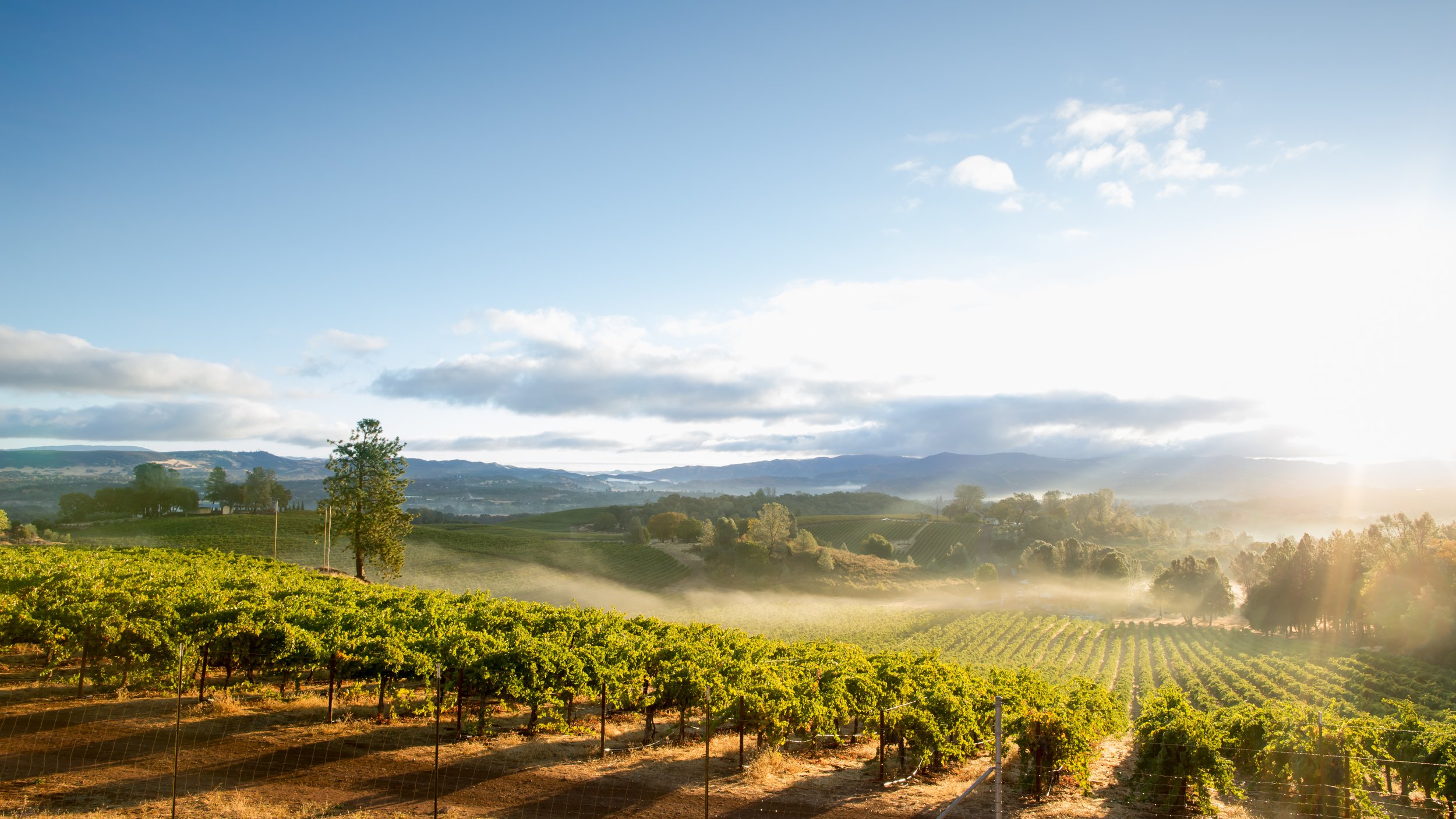 Uncover the Hidden Gem: Discover the Affordable 'Disneyland of Wineries' in the Heart of America's Tuscany, Just a Short Drive from LA!