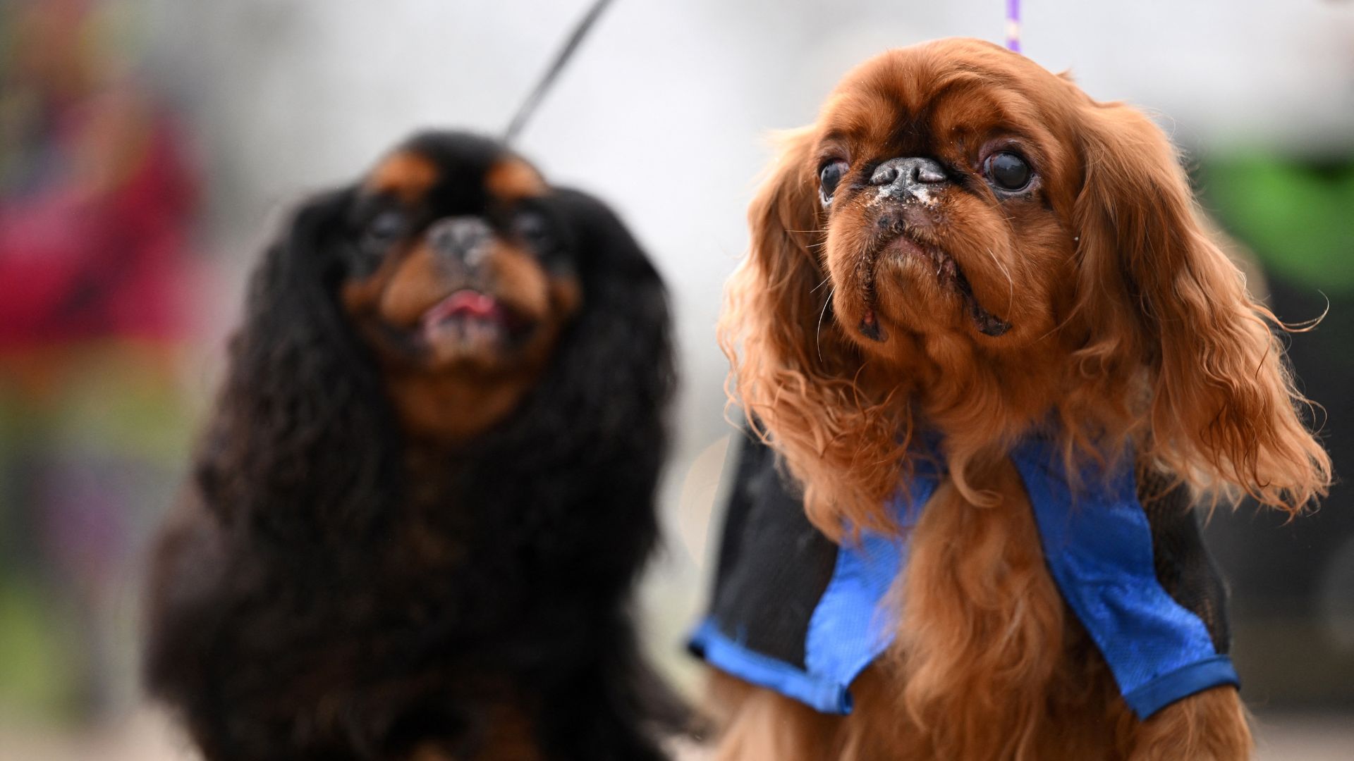 Crufts 2024: Live Updates and Results From Iconic Dog Competition in Birmingham – Watch TV Coverage Now!