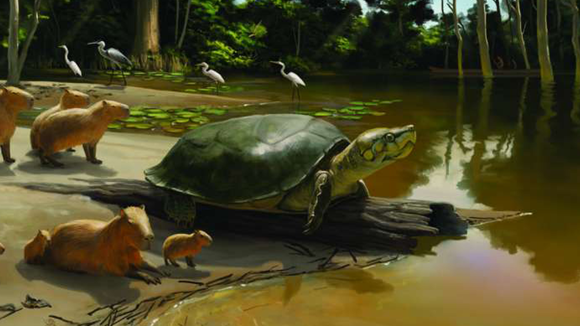 Giant Sofa-Sized Turtle Found by Gold Miners: Possible Human Coexistence Revealed