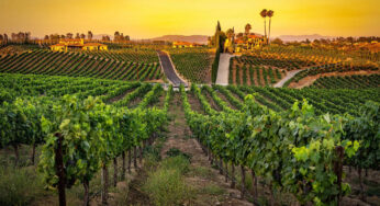 Uncover the Hidden Gem: Discover the Affordable ‘Disneyland of Wineries’ in the Heart of America’s Tuscany, Just a Short Drive from LA!