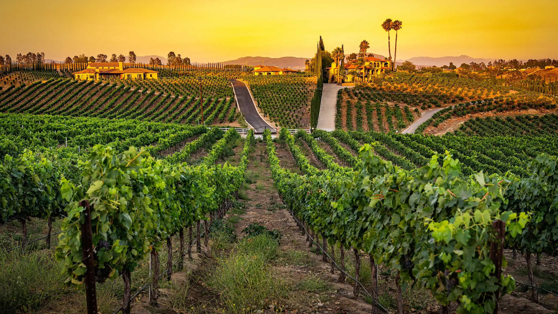 Uncover the Hidden Gem: Discover the Affordable ‘Disneyland of Wineries’ in the Heart of America’s Tuscany, Just a Short Drive from LA!