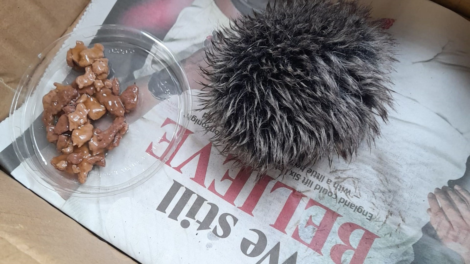Worried animal lover takes sick baby hedgehog to vet, but what they discover is SHOCKING!