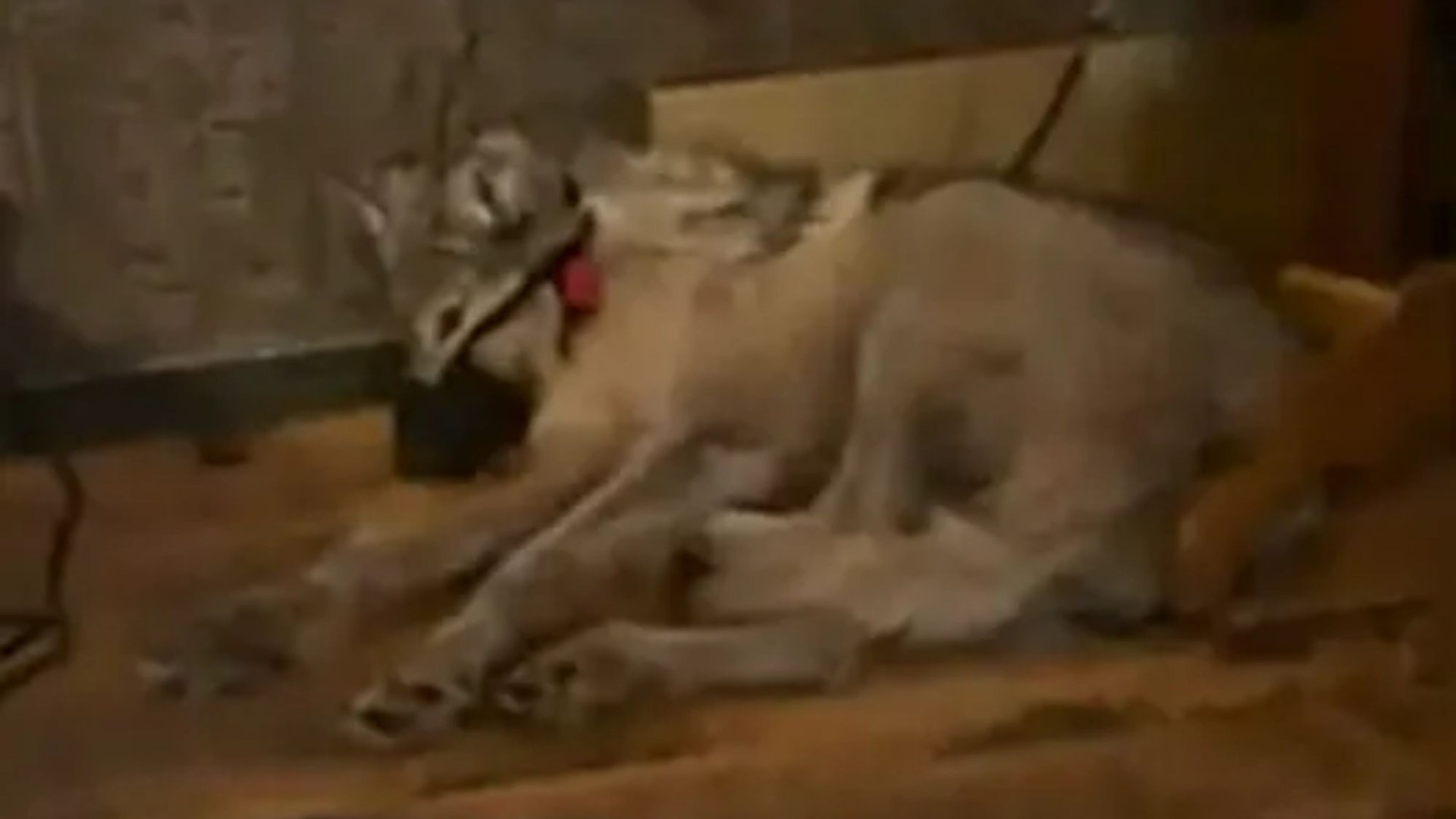 Heartbreaking wolf video: Final moments before being shot by hunter with taped mouth