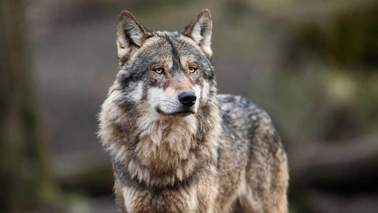 Man Fined $250 for Bringing Wolf to Bar – Shocking Wildlife Violation Exposed