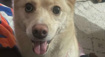 Heartbroken Woman Mourns Loss of Beloved Dog to Stray Bullet – Tragedy Strikes Pet Owner