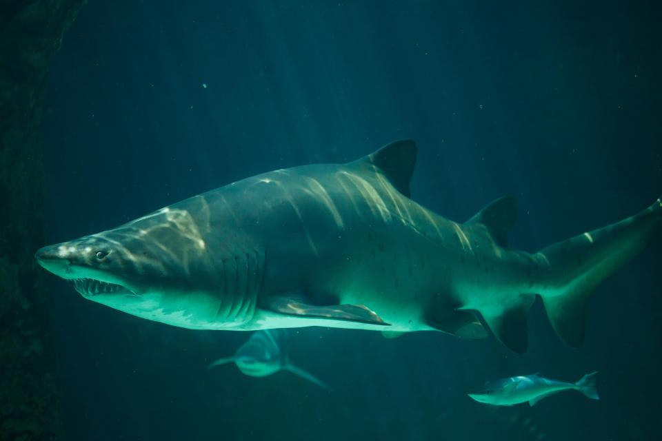 Scientists at the New England Aquarium are tagging and tracking a juvenile sand tiger shark population in the Boston Harbor