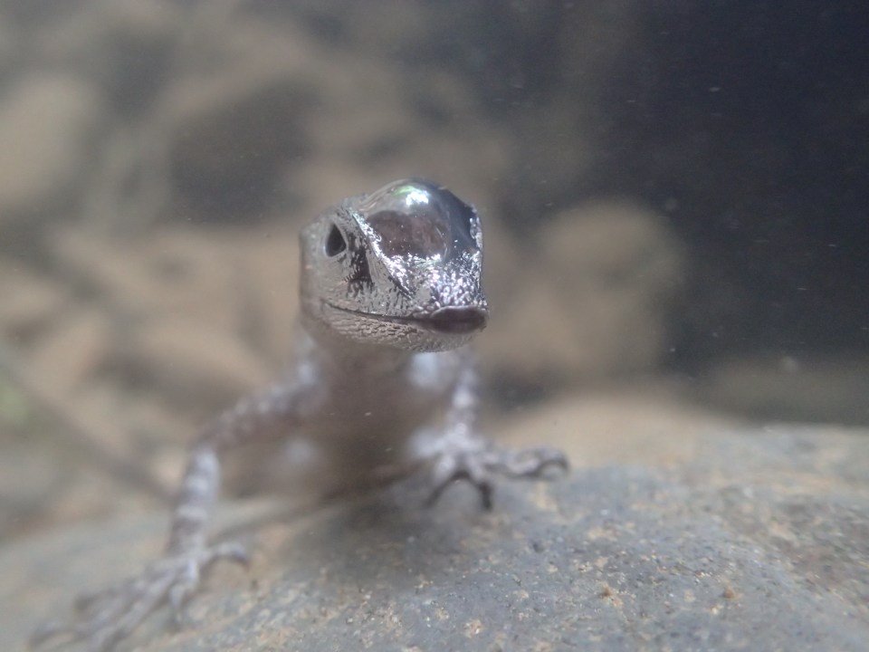 Lizards covered with an emollient, a cream or gel-like substance that covers the skin's hydrophobic abilities, could not stay underwater as long without their air bubbles