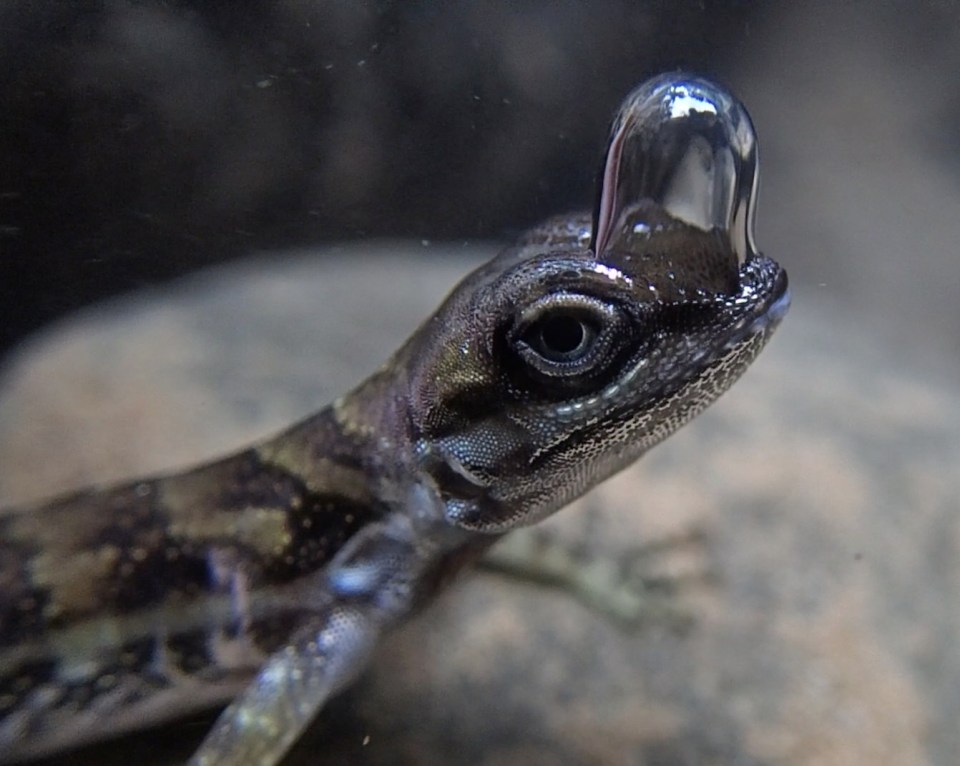 The air bubble sticks to the lizard's scales because its skin is hydrophobic, meaning it repels water