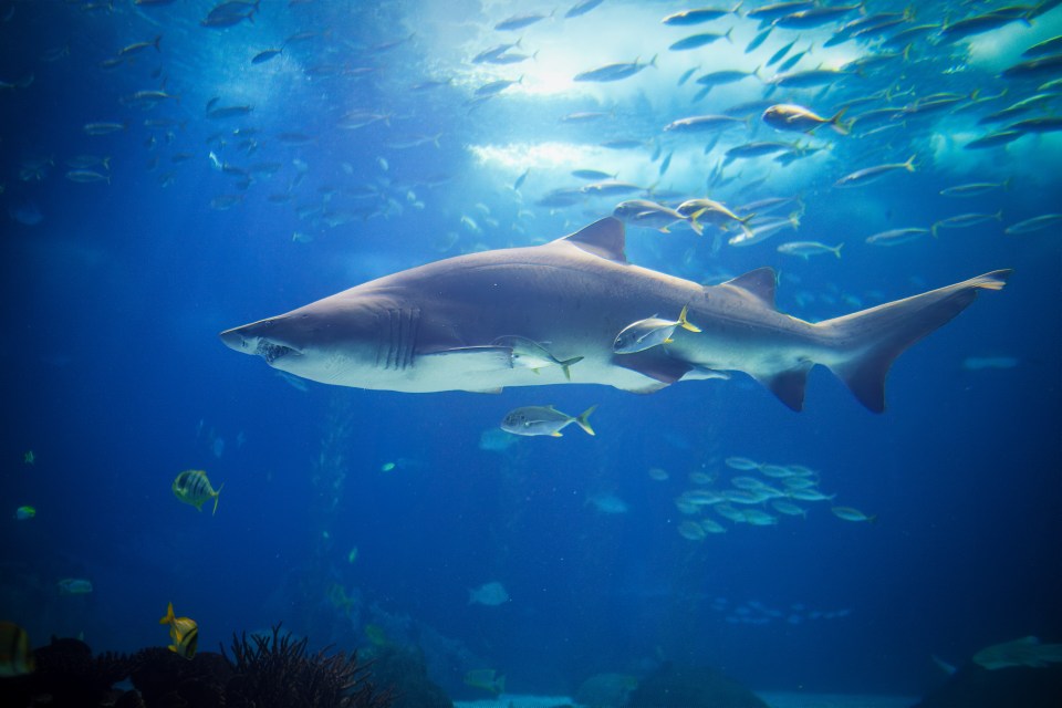 An adult sand tiger shark swims between schools of fish