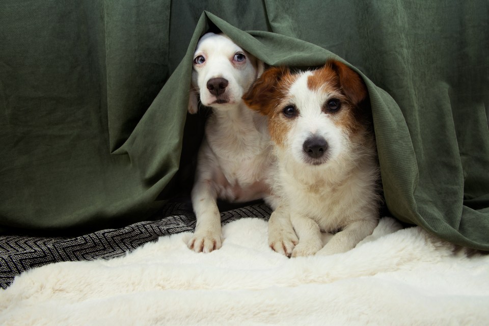 Are your pooches scared of thunderstorms and fireworks?