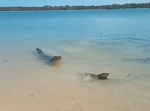 The moment the lone croc came face to face with a killer shark